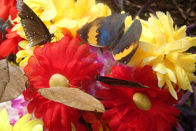 those are not leaves, they're butterflies