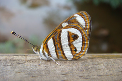 some butterfly shots