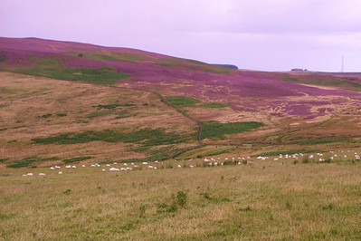 beautiful views of the heather from the hill