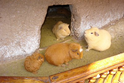 these little guys have no idea they're being fattened up for dinner