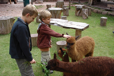 the kids got to feed and pet some baby alpacas