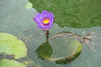 a water lily in the temple pond