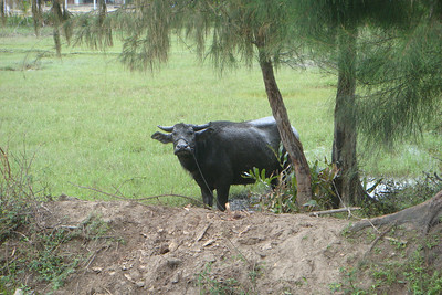 a water buffalo
