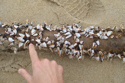 some barnacles on the beach