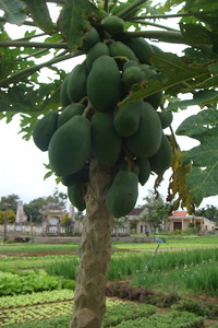 green papaya