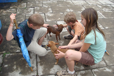 the Chijuajuas were a big hit at the temple