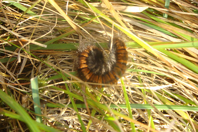 and a large caterpillar