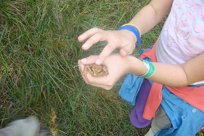 we found a little frog that seemed a long way from home
