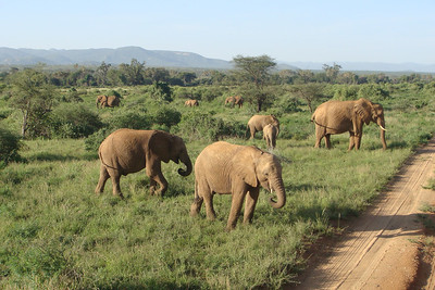 we saw tons of elephants in Samburu