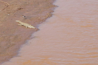 a crocodile resting along the river