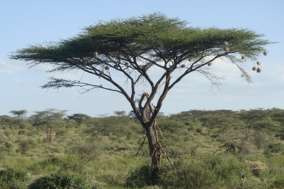 weaver nests in an acacia tree