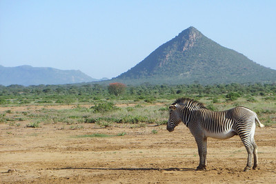 a Grervy's zebra, it has a lot more stripes than a common one