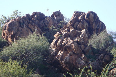 eagle-eye Meredith spotted the rock hyrax at the top of these rocks