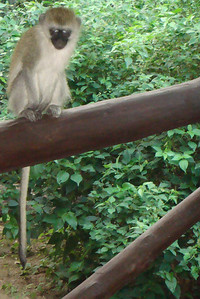 Photo 43
