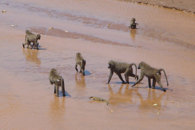 a monitor lizard in the middle of the baboons