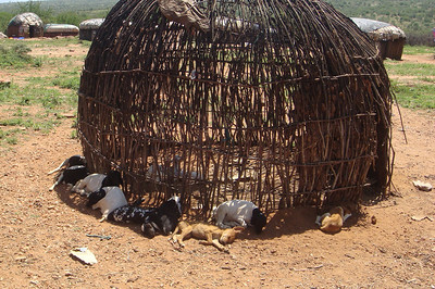 dogs and goats finding some shade