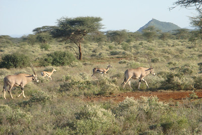 some oryx and gazelle