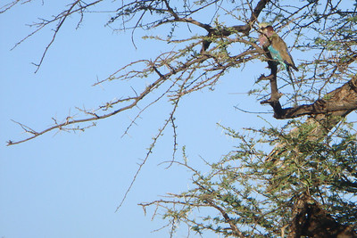 a lilac-breasted roller