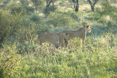 some female lions hunting