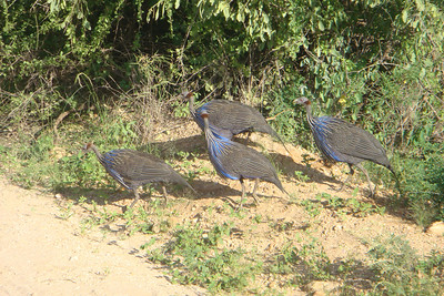 some vulturine guinea hens