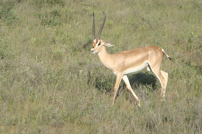 a Grant's gazelle