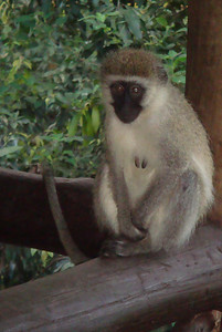 more vervet monkeys