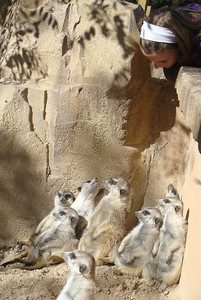 admiring the meerkats