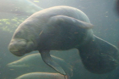 watching manatees swimming over our heads in the aquarium tunnel