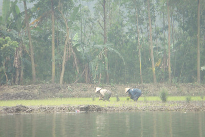 some rice farmers in the fields
