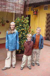 kumquat trees are displayed like Christmas trees during Tet