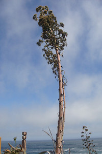cool century plant