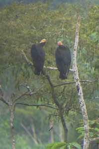 two yellow-headed vultures
