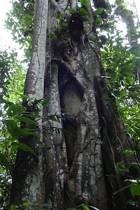 a strangler fig with a decaying tree in the middle