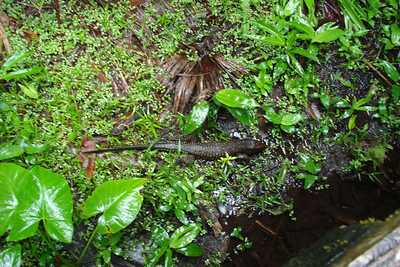 Nate spotted a caiman lizard at the lodge