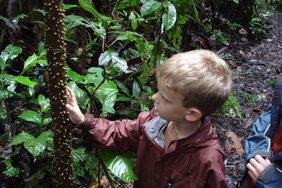 Benji checking out the thorns on a spiky papya tree