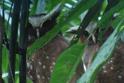 Ivan spotted a  pair of crested owls on the way back to the lodge
