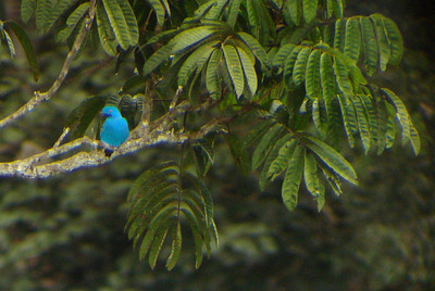 a plum-throated cotigna