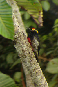 a yellow-tufted woodpecker, or as Benji called him, a McDonalds bird