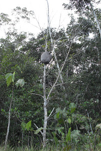 ants and termites build their nest high in the trees