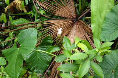 wild ginger