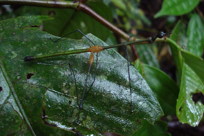 a huge walking stick