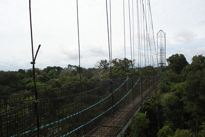 back to the canopy to see more birds and wildlife