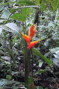 a heliconia flower