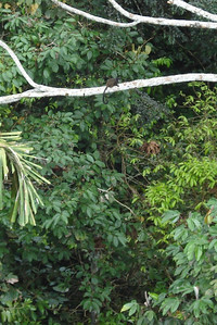 a tamarind monkey far away on a branch
