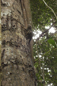a family of pygmy marmosets lived just behind our cabin