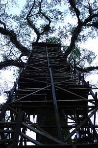 the next morning we climbed a huge kapok tree