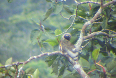 a three-toed sloth