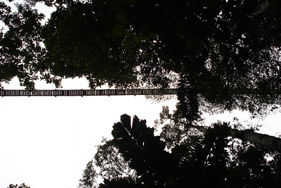 looking back up at the canopy from the ground