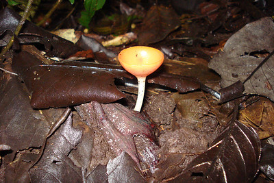 a wine glass mushroom