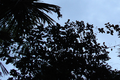 squirrel monkeys flying overhead